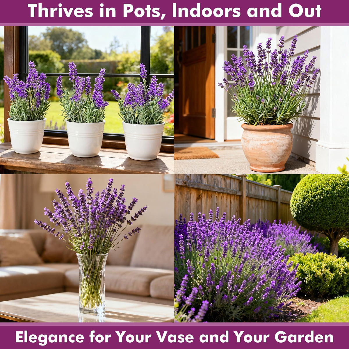 PLANTMEW fragrant lavender blooms add color and scent to gardens.