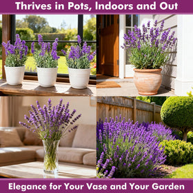 PLANTMEW fragrant lavender blooms add color and scent to gardens.