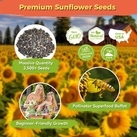 PlantMew garden sunflower planting setup image showing rows and soil readiness.