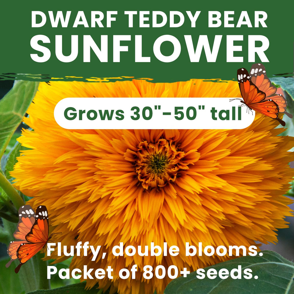 PLANTMEW giant teddy-bear blooms provide bright puffball focal points.
