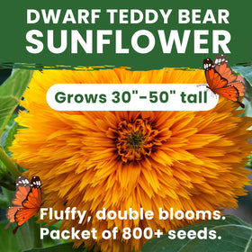 PLANTMEW giant teddy-bear blooms provide bright puffball focal points.