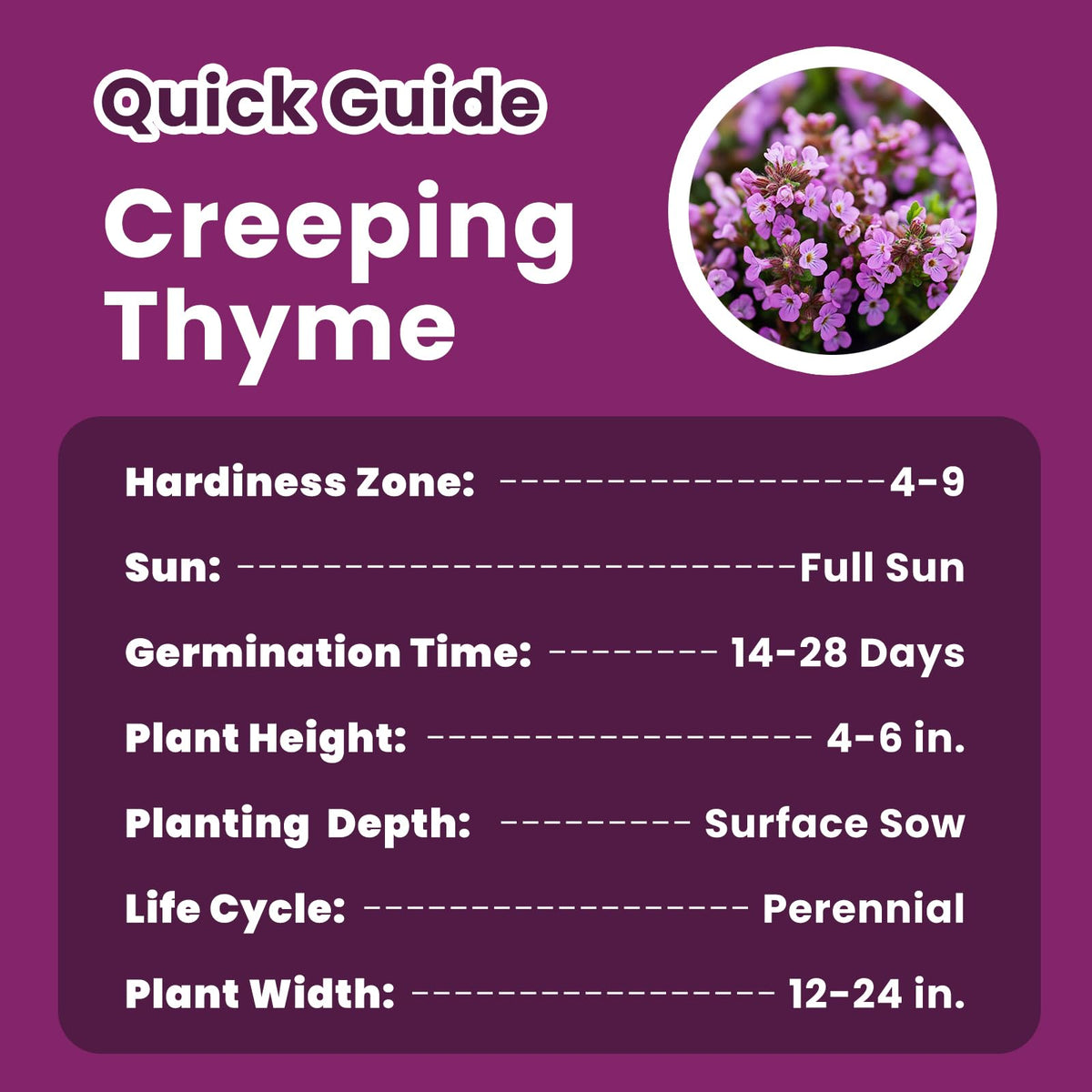 PLANTMEW Hardy perennial thyme thrives zones 4–9