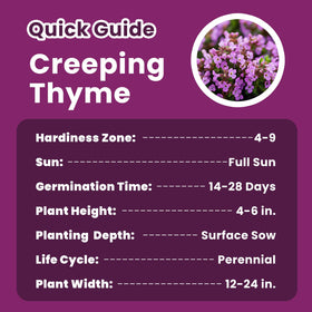 PLANTMEW Hardy perennial thyme thrives zones 4–9