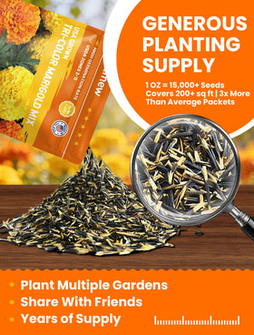 PLANTMEW heirloom French marigold seeds add vibrant color to borders.