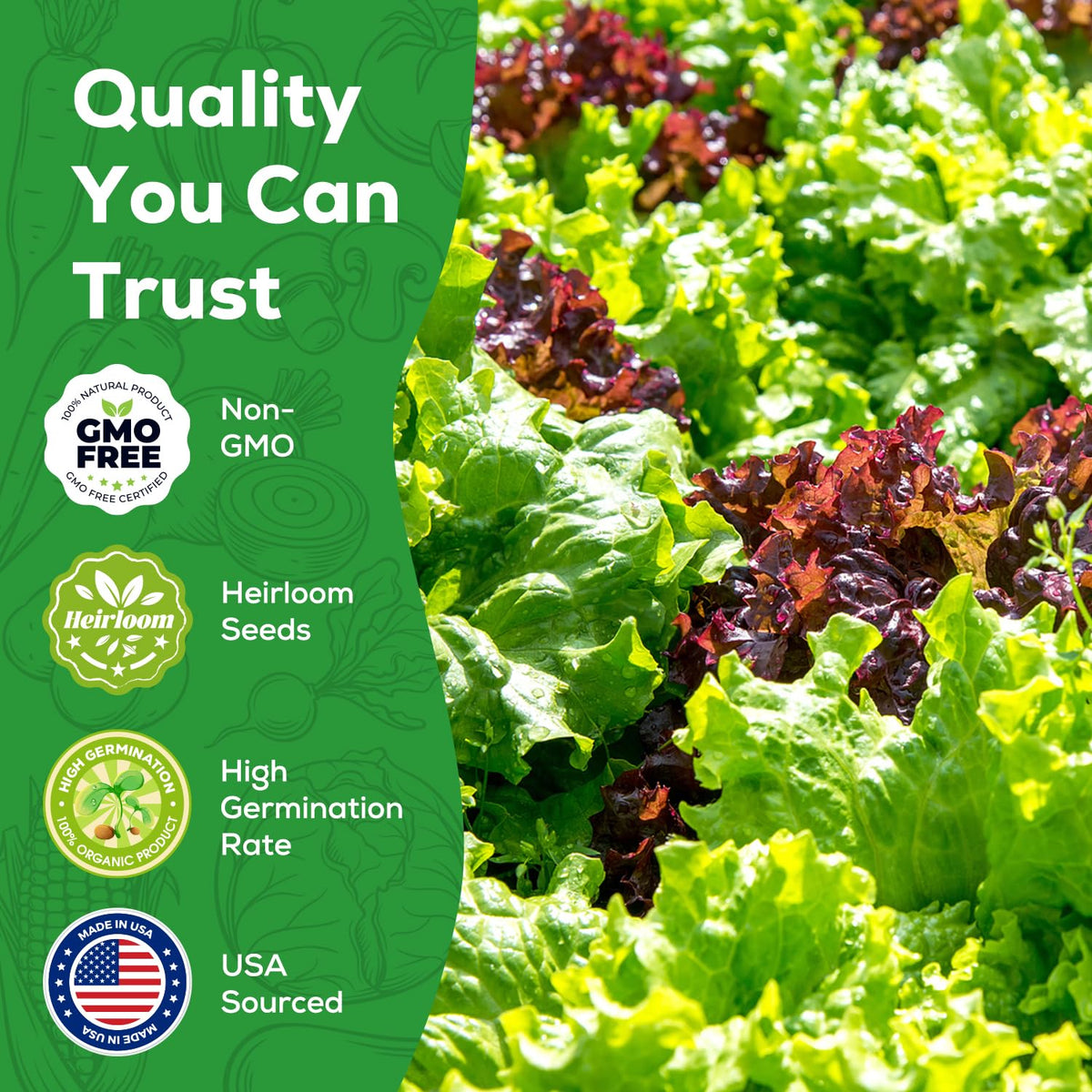 PLANTMEW Iceberg lettuce seeds deliver crisp heads and mild flavor