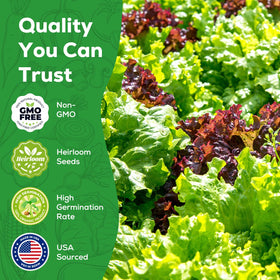 PLANTMEW Iceberg lettuce seeds deliver crisp heads and mild flavor