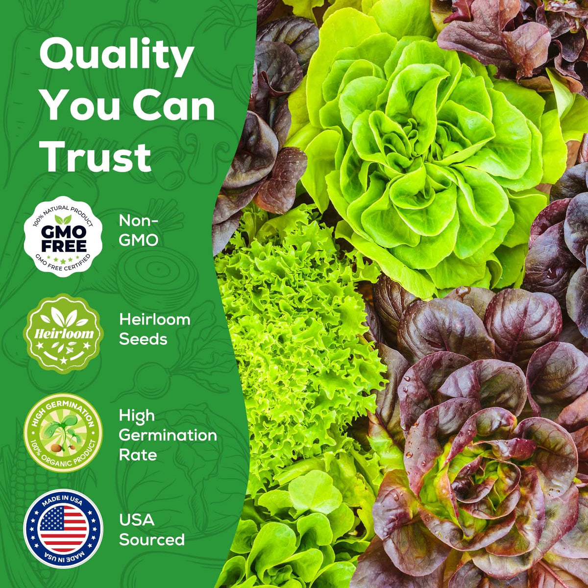PLANTMEW lacinato kale leaf texture for hearty greens
