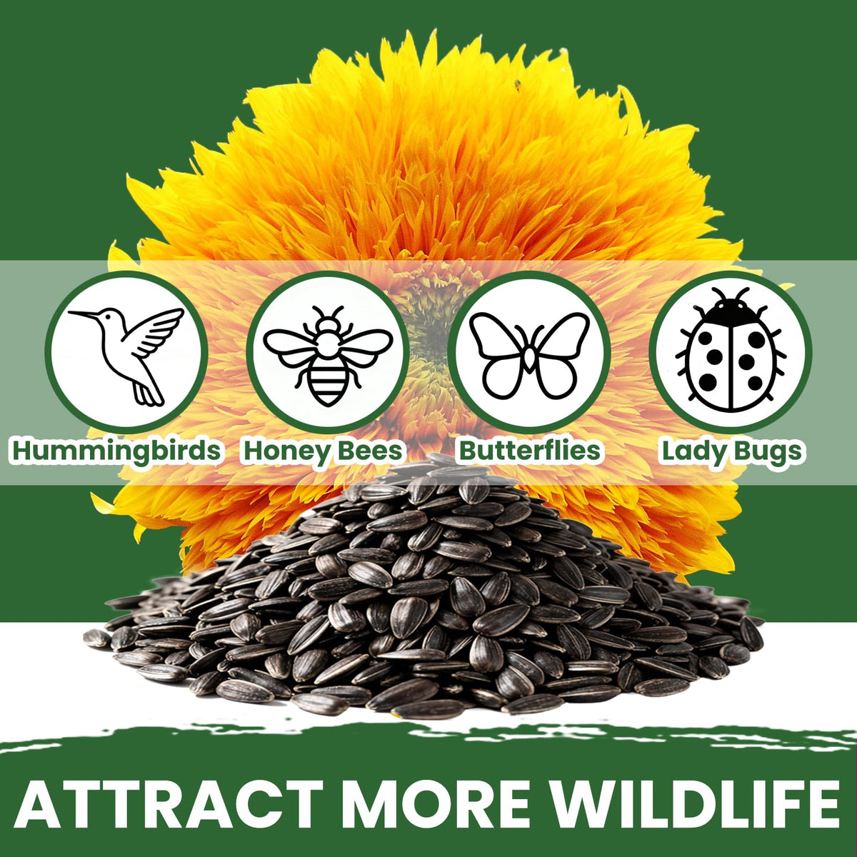 PLANTMEW large seed packet covers 65 sq ft for broad coverage.