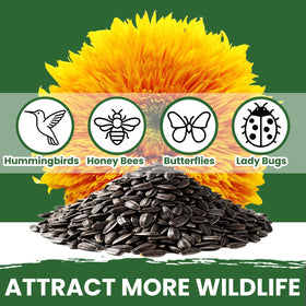 PLANTMEW large seed packet covers 65 sq ft for broad coverage.