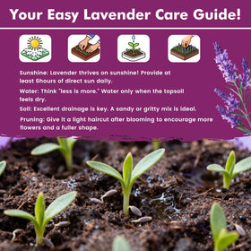 PLANTMEW culinary lavender offers subtle flavor for cooking.