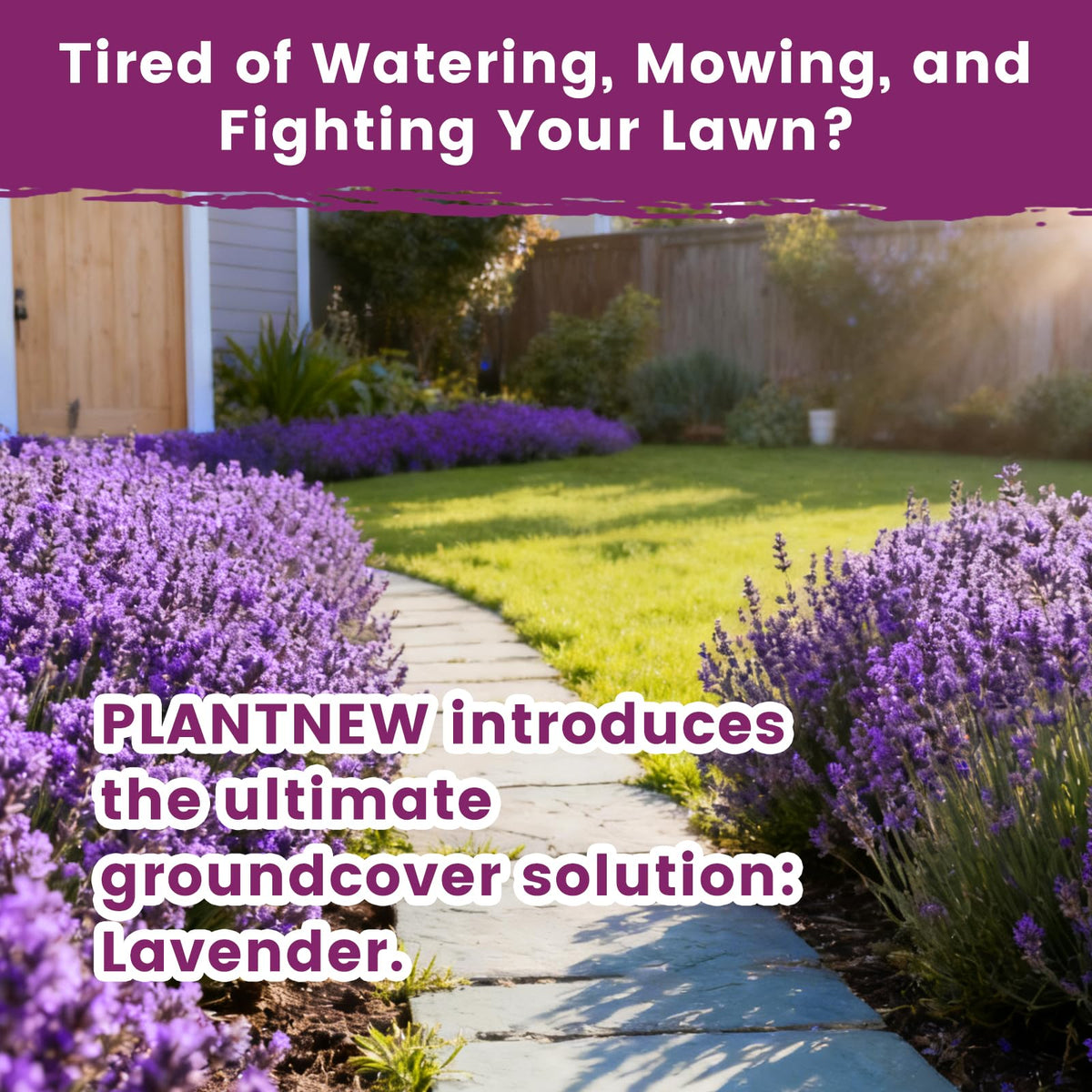 PLANTMEW lavender seeds growing indoors or outdoors in pots.