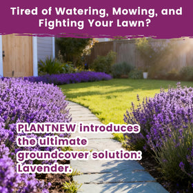 PLANTMEW lavender seeds growing indoors or outdoors in pots.