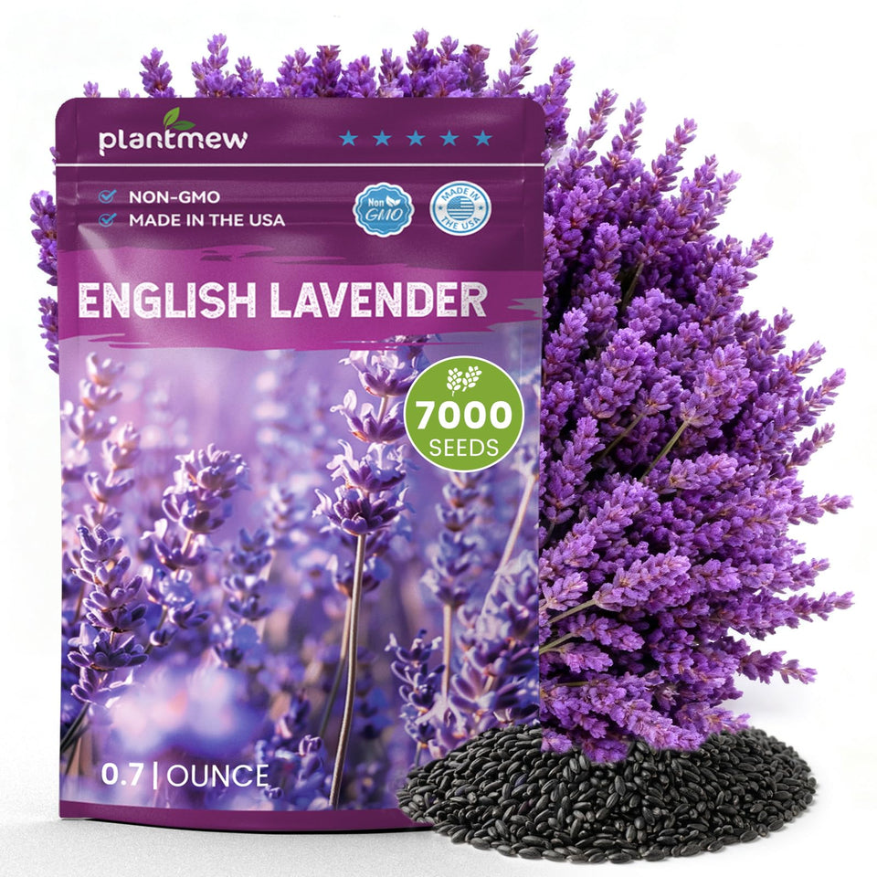PLANTMEW lavender seeds pack ready for borders and containers; easy to start.