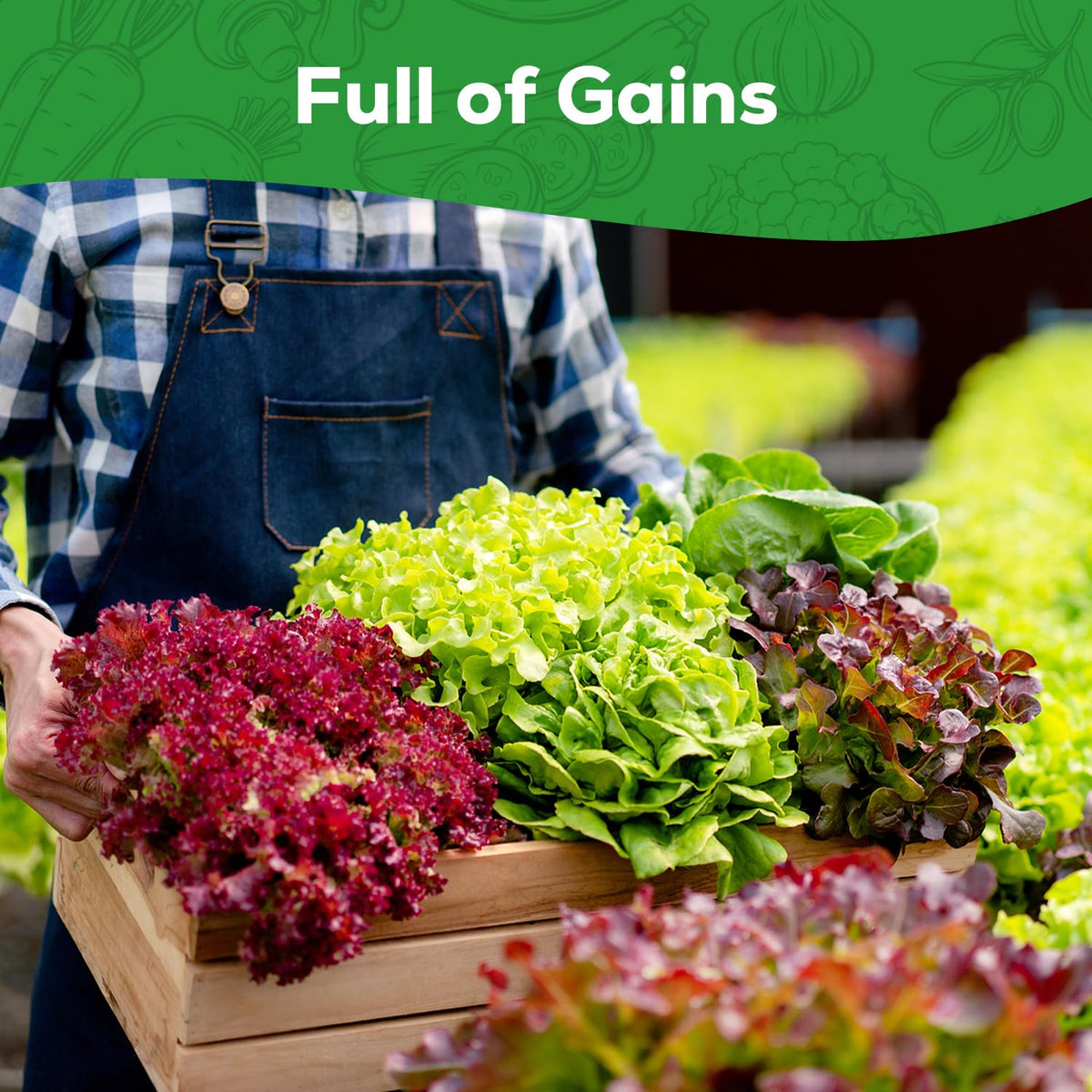 PLANTMEW Lolla Rossa lettuce seeds provide colorful, flavorful leaves