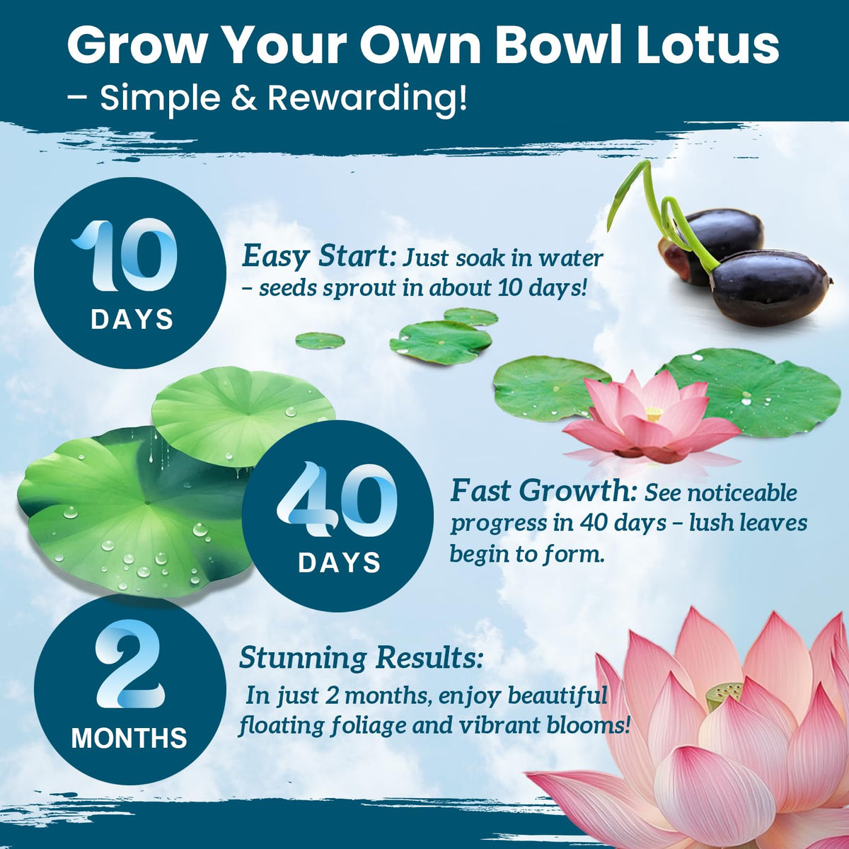 PLANTMEW mixed-bloom with pink, purple, red lotus blooms.