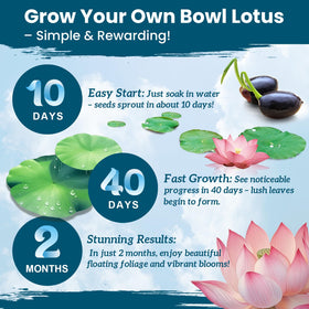 PLANTMEW mixed-bloom with pink, purple, red lotus blooms.