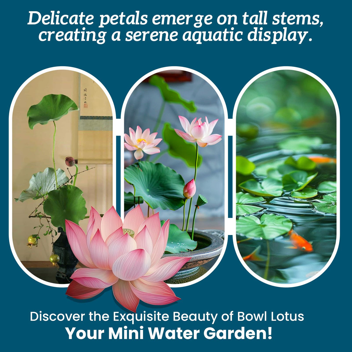 PLANTMEW outdoor-pond lotus seeds suited for garden ponds.