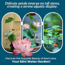 PLANTMEW outdoor-pond lotus seeds suited for garden ponds.