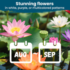 PLANTMEW pond-decor adds color to outdoor water features.