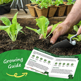 PlantMEW Marketmore cucumber seeds for crunchy homegrown cucumbers