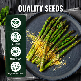 PLANTMEW Mary Washington asparagus spears at harvest show thick, tender growth.
