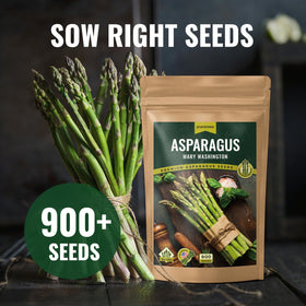 PLANTMEW Mary Washington asparagus seeds close-up highlighting premium non-GMO heirloom quality.