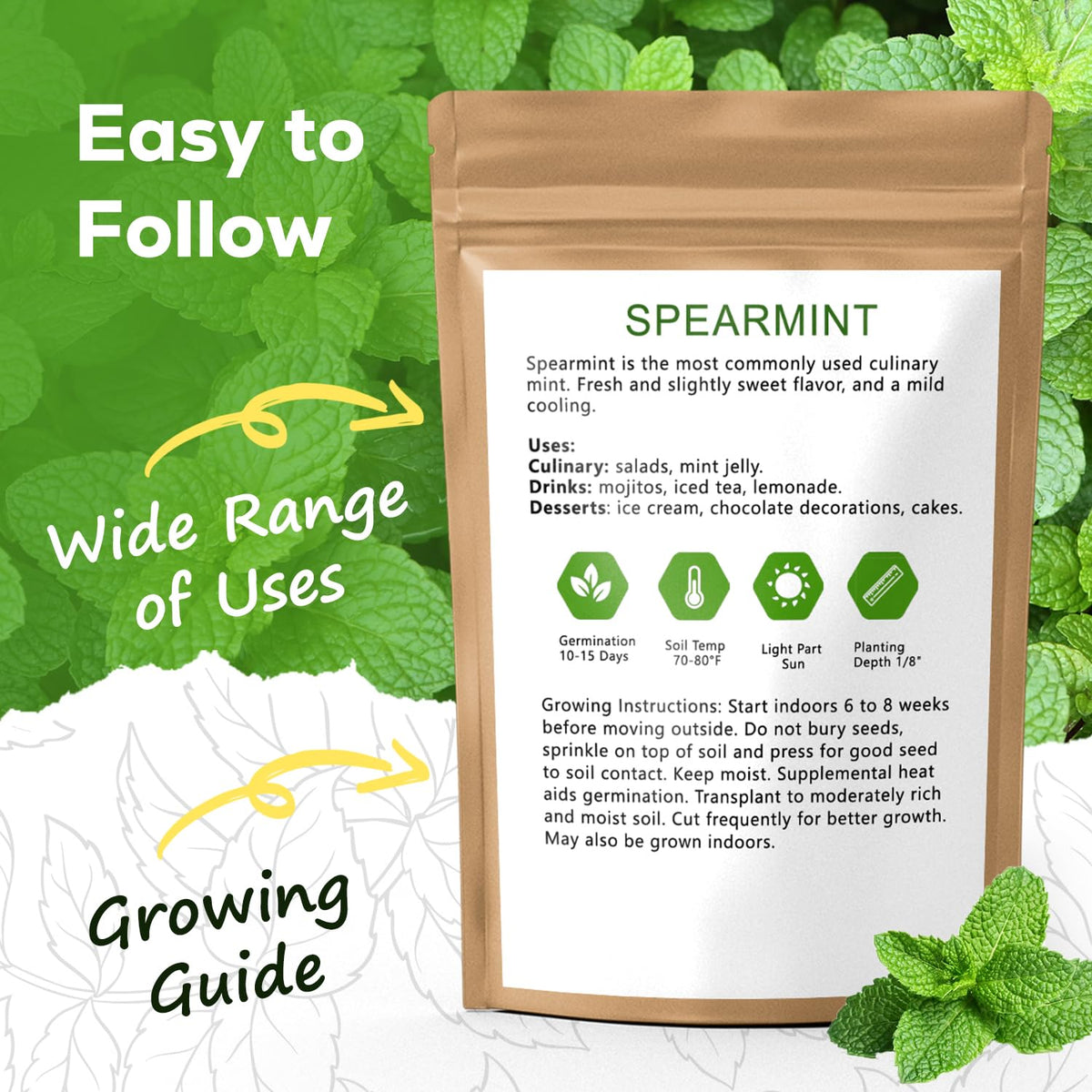 PlantMEW mint seeds thriving in container garden or balcony