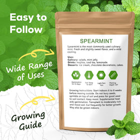 PlantMEW mint seeds thriving in container garden or balcony