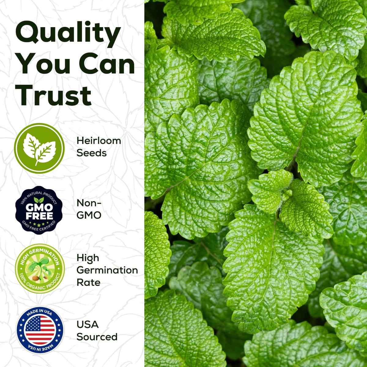 PlantMEW mint seeds packet showing 3500 seeds for a lush harvest