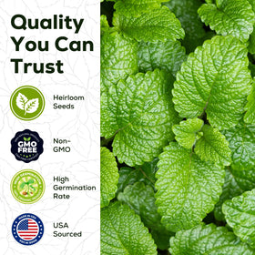 PlantMEW mint seeds packet showing 3500 seeds for a lush harvest