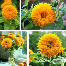 PLANTMEW outdoor sunflowers are easy to grow for beginner gardeners and relaxing yard color.