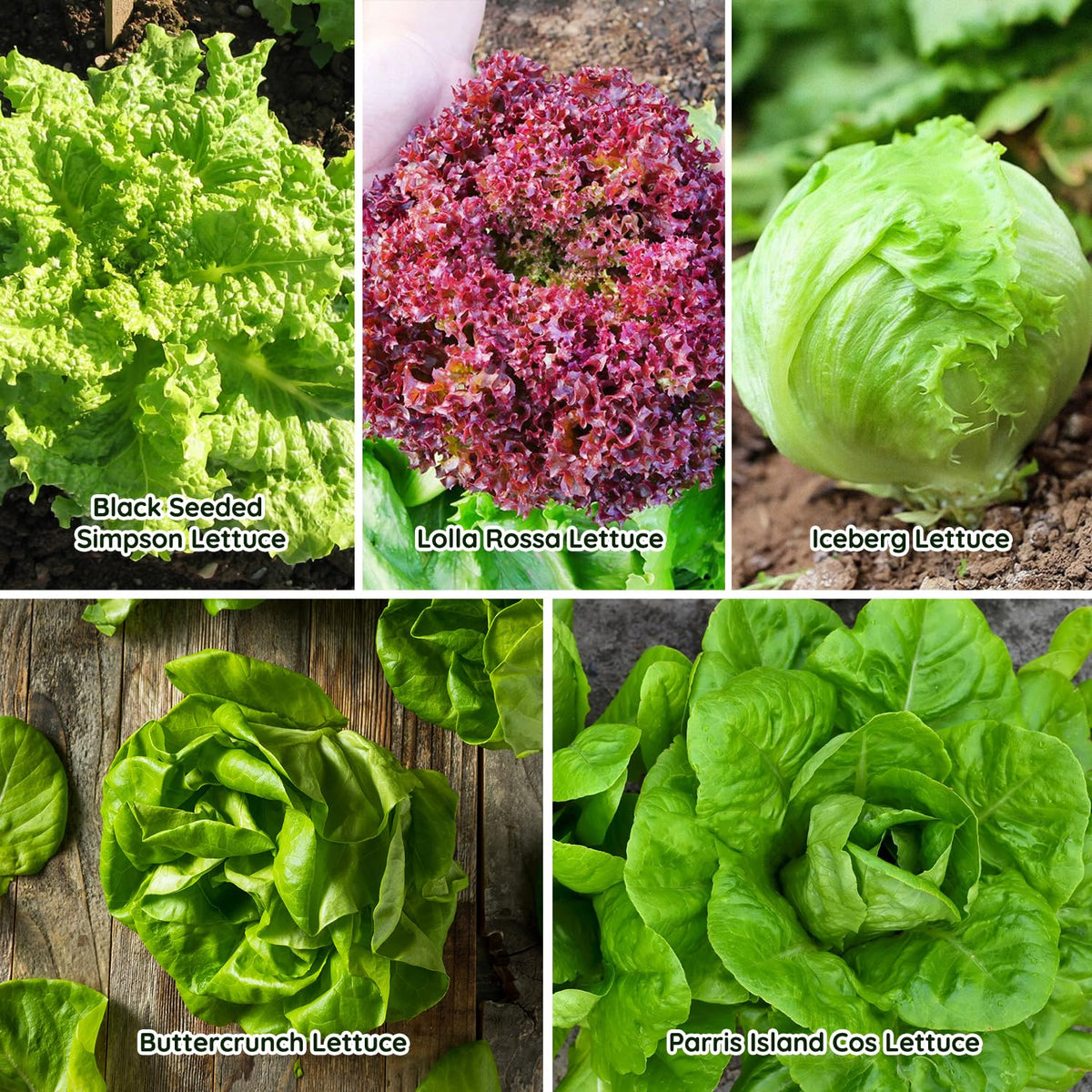 PLANTMEW Parris Island Cos lettuce seeds for classic romaine-style crunch