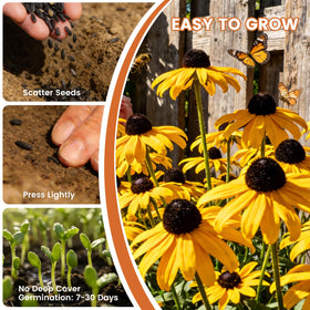 Bright daisy-like Black-eyed Susan flowers attracting bees and butterflies