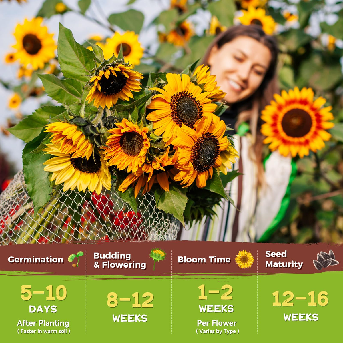 PlantMew pollinator-friendly sunflowers drawing bees and butterflies to the garden.