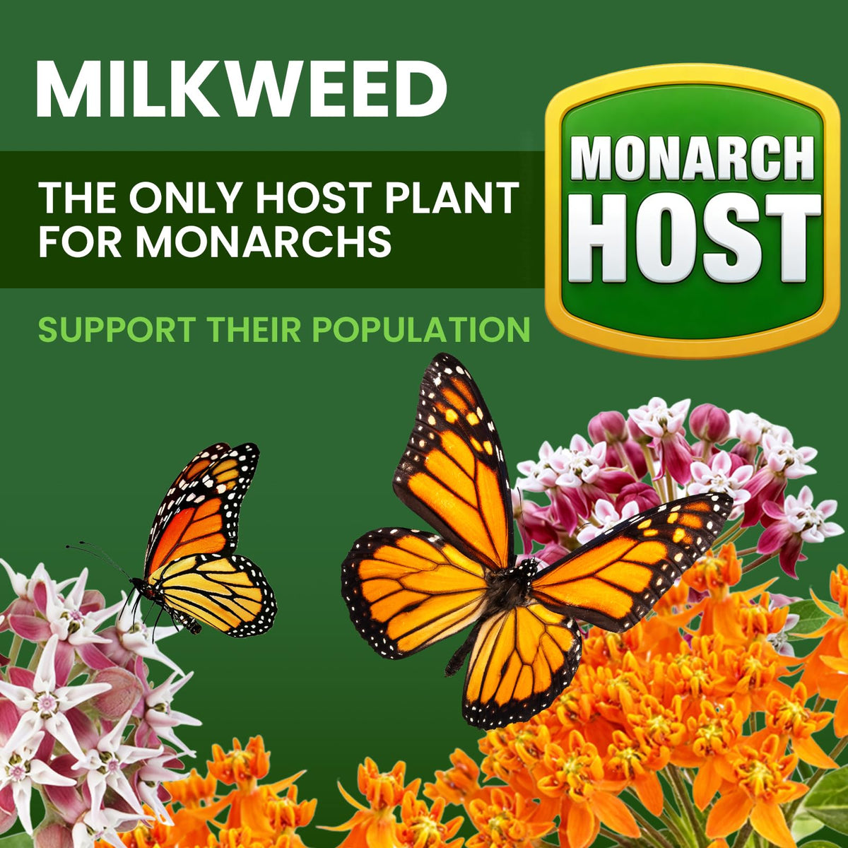 PLANTMEW pollinator garden bloom image inviting bees butterflies and hummingbirds