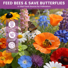 PLANTMEW pollinator garden wildflowers invite bees and butterflies.
