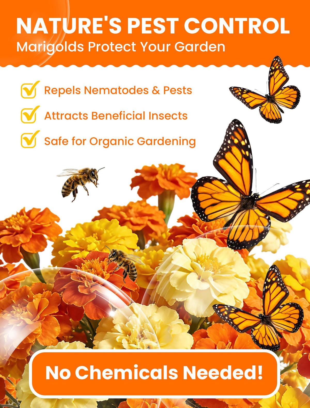 PlantMEW marigolds attract pollinators and deter pests in beds
