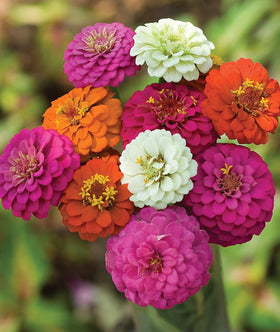 PLANTMEW rainbow zinnia blooms brighten garden beds and attract pollinators