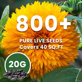 PLANTMEW germination-ready seeds offer strong start for robust summer blooms.