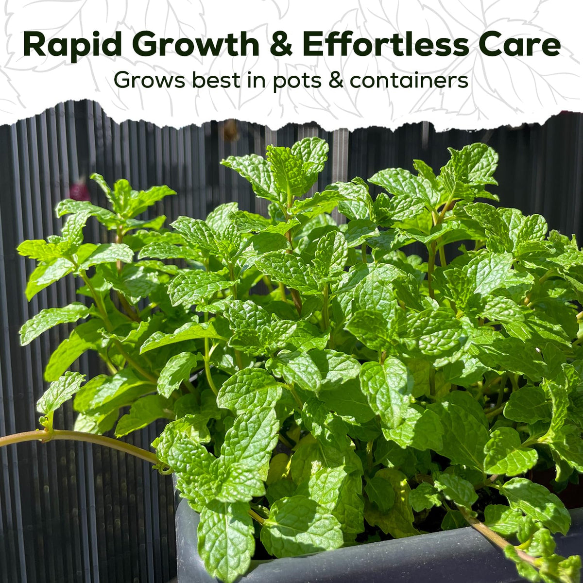 PlantMEW spearmint seeds for a perennial herb garden