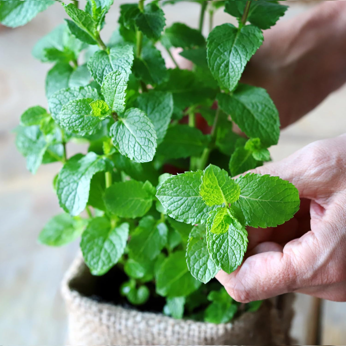 Close-up of PlantMEW spearmint seeds ready for sowing