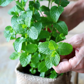 Close-up of PlantMEW spearmint seeds ready for sowing