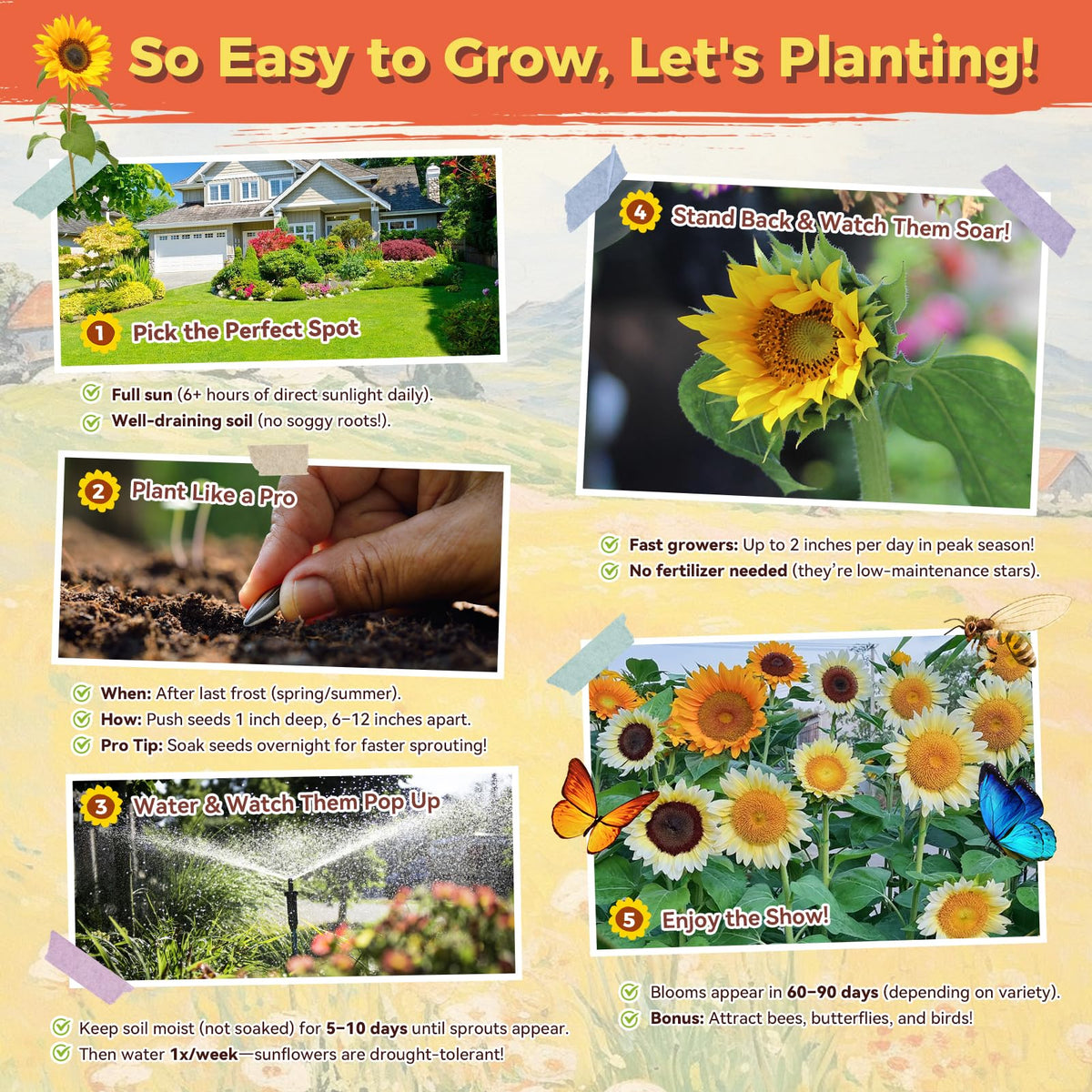 PlantMew sunflowers bloom timing sequence demonstrating extended color through seasons.