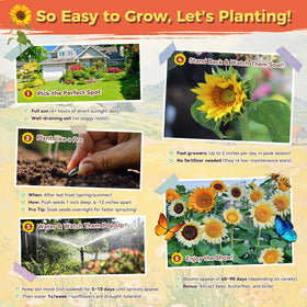 PlantMew sunflowers bloom timing sequence demonstrating extended color through seasons.