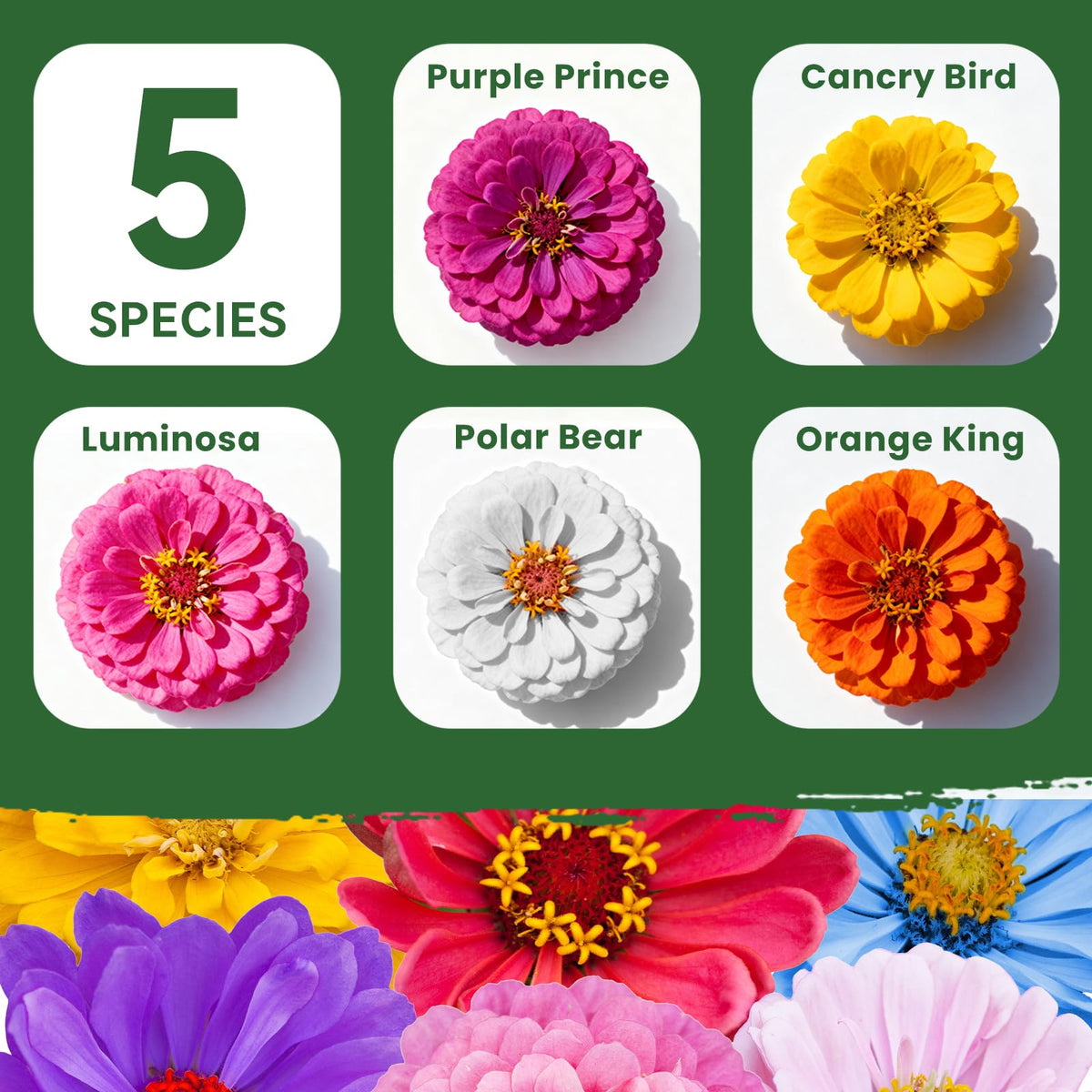PLANTMEW sunlit zinnia flower closeup ideal for vibrant garden accents