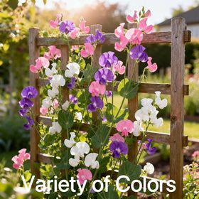 PlantMEW Sweet Pea color varieties image highlights pink, purple, white tones for borders.
