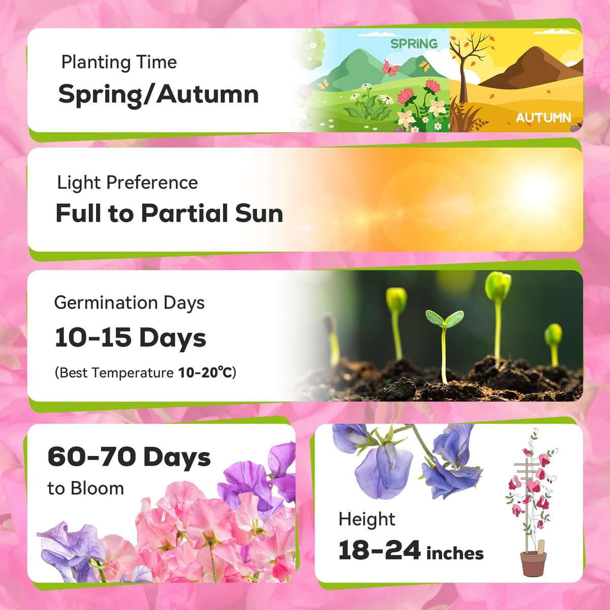 PlantMEW Sweet Pea harvest-season image implies outdoor bloom potential.