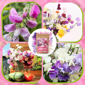 PlantMEW Sweet Pea soil prep image emphasizes well-drained soil.