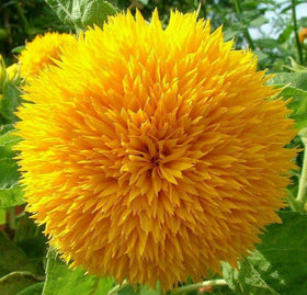 PLANTMEW teddy-bear sunflower seeds with fluffy petals create a charming backyard display.