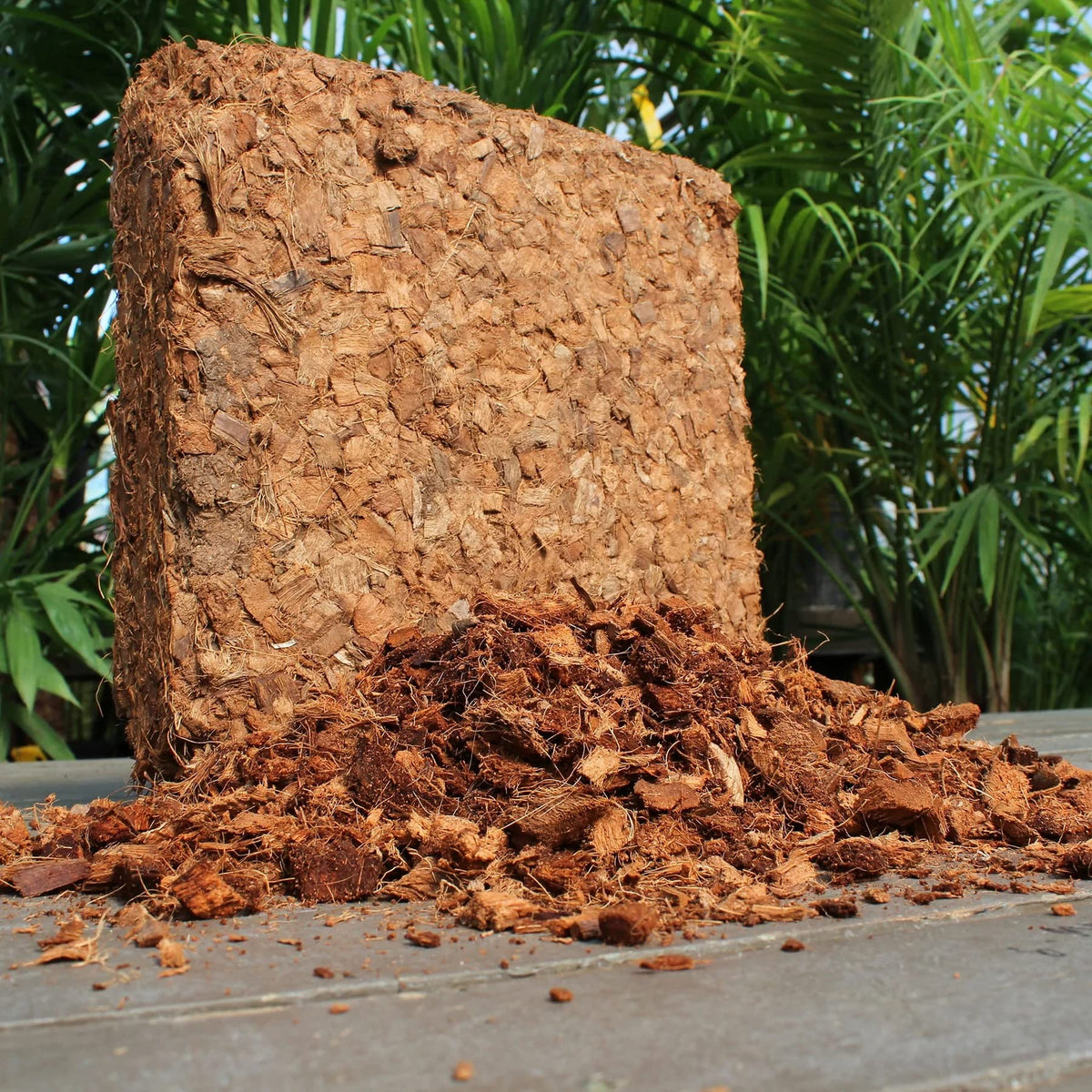 Plantonix Coco Husk Chips act as seed starter medium with good aeration.